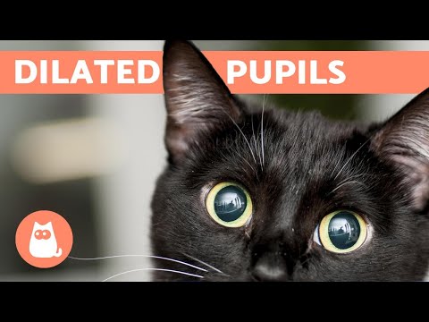 Why does my CAT have DILATED PUPILS? - Common Causes