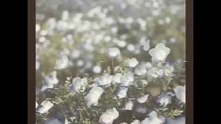 Covenant - I Walk Slow