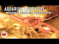 Download Aquarium écrevisse Naine Cpo Reproduction Mp3 Song