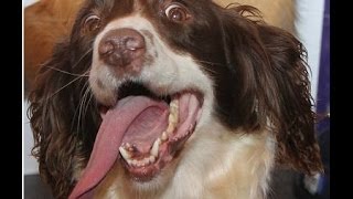 Happy dogs welcome home owners