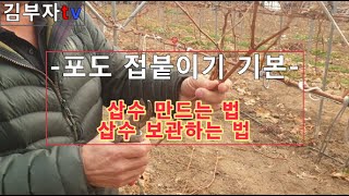 포도나무 접붙이기 실전 삽수 보관법