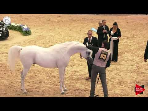 N.93 NADEED AL NAIF - SEWC 2018 - Senior Stallions (Class 5B)