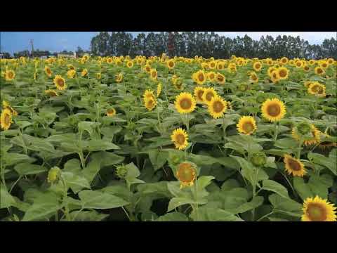 GIRASSOIS DRONE ROLÂNDIA PR.