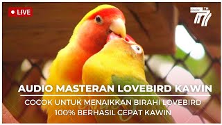 Download lagu AUDIO MASTERAN LOVEBIRD KAWIN 100% BERHASIL MENAIKAN BIRAHI LOVEBIRD AGAR CEPAT KAWIN mp3