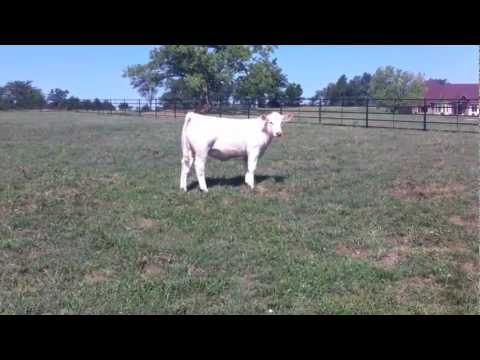 Big Creek CCC Mable 301Y