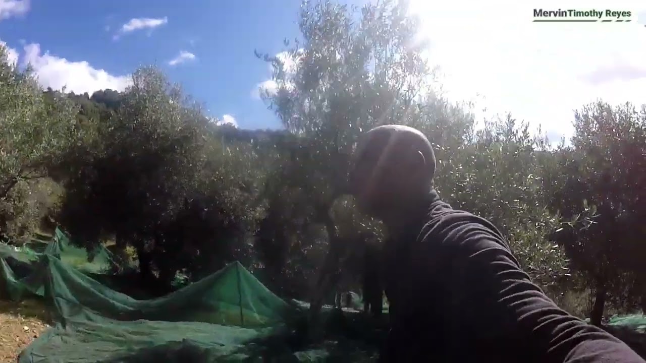 Italy's 2025 Olive Harvest: Cultural Immersion Amidst Climate Resilience