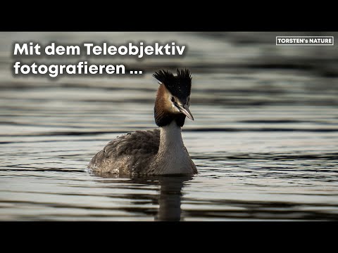 Mit dem Teleobjektiv Wasservögel fotografieren. SIGMA 150-600MM 5-6.3 DG DN OS SPORTS an Sony a7rIII
