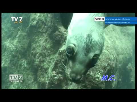 Tv7 con Voi del 17/02/2016 - Andiamo in Messico (2 di 3)