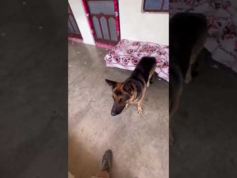 Being perfect in this #duc #germanshepherd #shorts