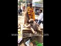 A Baby Monkey Refuses To Let Go Of Its Lifeless Mother