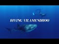 Diving Vilamendhoo | Best dive sites with Sharks, Manta Rays, Whale Sharks, Hai, Walhai, Manta, Euro-Divers Vilamendhoo, Malediven