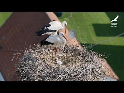 Jans Tierleben: Folge 20 – Weißstorch