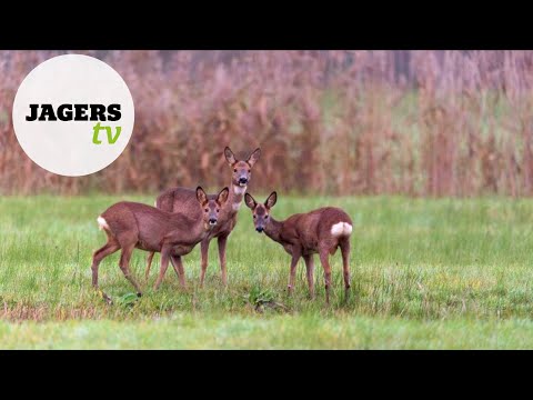 Episode 15 JagersTV - Female roe deer and rifle maintenance