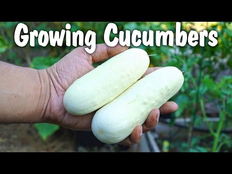 , title : 'How To Grow White Cucumbers - Growing White Cucumbers in pots'