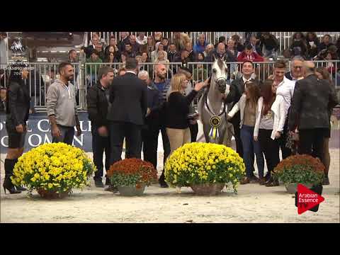 ARGENTO N.150 OBAYANA KA - Verona 2017 - Junior Fillies Championship (Class 15)