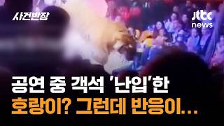 공연 중 객석 '난입'한 호랑이? 그런데 반응이… #글로벌픽 / JTBC 사건반장