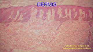 LAYERS OF THE DERMIS