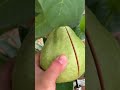 Fresh Guava Fruit Cutting In My Farm How To Cut Fruit In My Farm Shorts