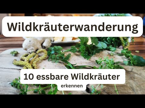 10 Essbare Wildpflanzen / Heilpflanzen erkennen und bestimmen. Wildkräuterwanderung 2.0