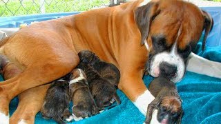 Great Mother Boxer Dog Giving Birth To Many Cute Puppies