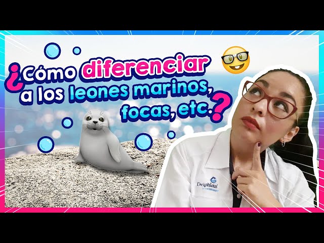 Vídeo relacionado con Focas del mundo, leones marinos, morsas, libro para niños: Gran manera de conocer a las focas, leones marinos, morsas del mundo