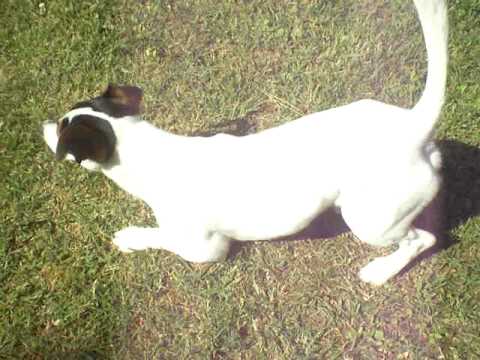 Cane ke si gratta le palle