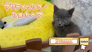 ブリティッシュショートヘアの動画01