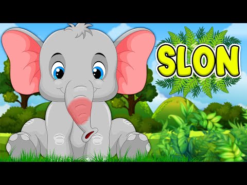 SLON 💛 HIT pesmica za decu 💜 Pesmice o životinjama ❤️️ Dečije pesmice 💚 Elephant song 💜