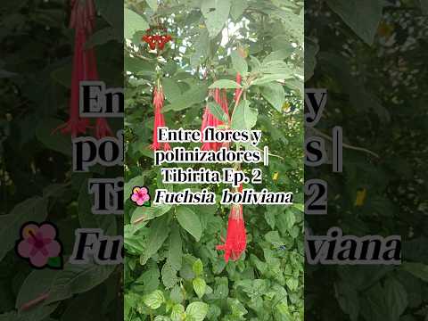 Entre flores y polinizadores | Tibirita Ep. 2 🌺 𝑭𝒖𝒄𝒉𝒔𝒊𝒂 𝒃𝒐𝒍𝒊𝒗𝒊𝒂𝒏𝒂  #Shorts  #colombia #naturaleza