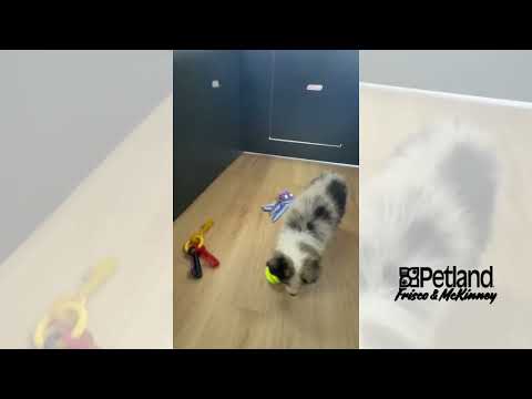 Australian Shepherd - 40174 video preview