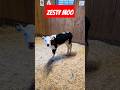 The Cow That Found Her Zesty Moo