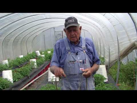 download lagu mp3 mp4 Hoop House Vs Greenhouse, download lagu Hoop House Vs Greenhouse gratis, unduh video klip Hoop House Vs Greenhouse