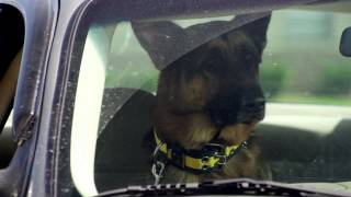 Dancer & The Dame - Official Trailer