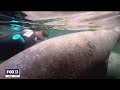 You Can Swim With Manatees In Crystal River Florida