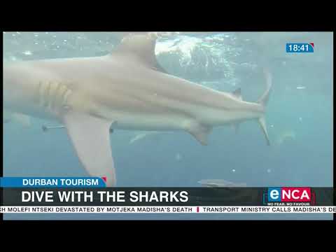 Dive with the sharks in Durban