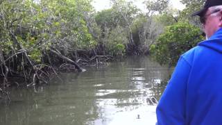 preview picture of video 'Mangroves near Paradise Point, Queensland, Australia'