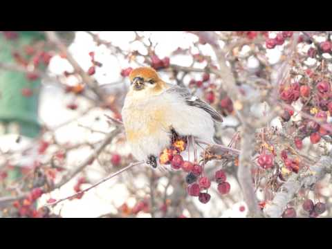 Pine Grosbeak