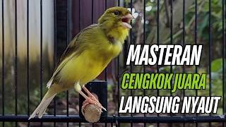Download lagu Masteran Kenari Gacor Paling Ampuh & Respon Cepat!! kenari macet bunyi Langsung Nyaut!! mp3
