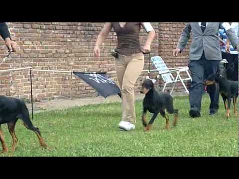 DOBERMANN ATHEA 1003.mp4