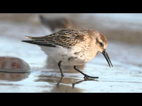 BTO Bird ID - Knot and Dunlin