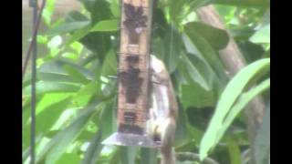 preview picture of video 'A squirrel tries to get bird food from a squirrel proof bird feeder'
