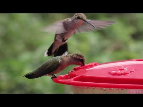 Lucifer Hummingbird, female