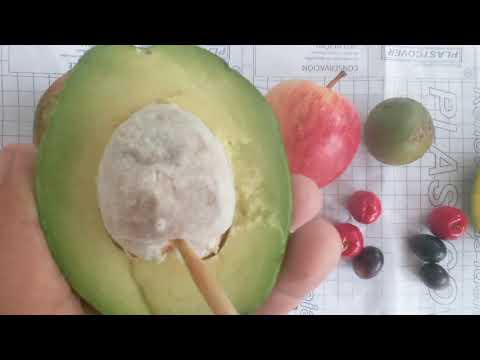 Morfologia dos frutos