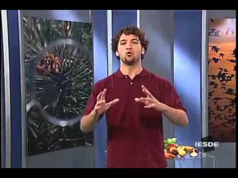 MORFOLOGIA EXTERNA:RAIZ, CAULE, FOLHA, FLOR, FRUTO E SEMENTE - biologia