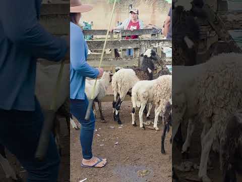 carneiros a venda em Dois Riachos. Alagoas