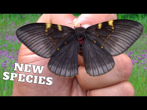 NEW MOTH SPECIES Discovered !! Paradirphia morula sp. nov -  NEW Mexican Emperor moth in MothCycles