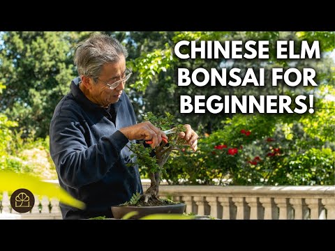 Why the Chinese Elm Is the Best Beginner Bonsai (Now Available for Sale!)