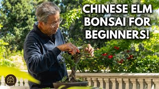 Why the Chinese Elm Is the Best Beginner Bonsai (Now Available for Sale!)