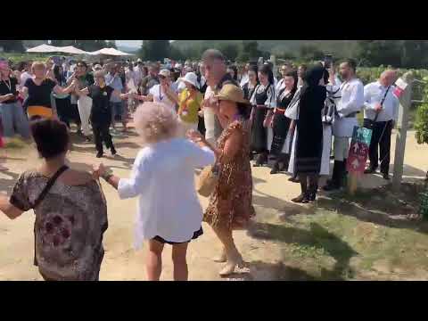 The grape harvest has begun in Jidvei: Hundreds of people entered the vineyard. Grape picking com...