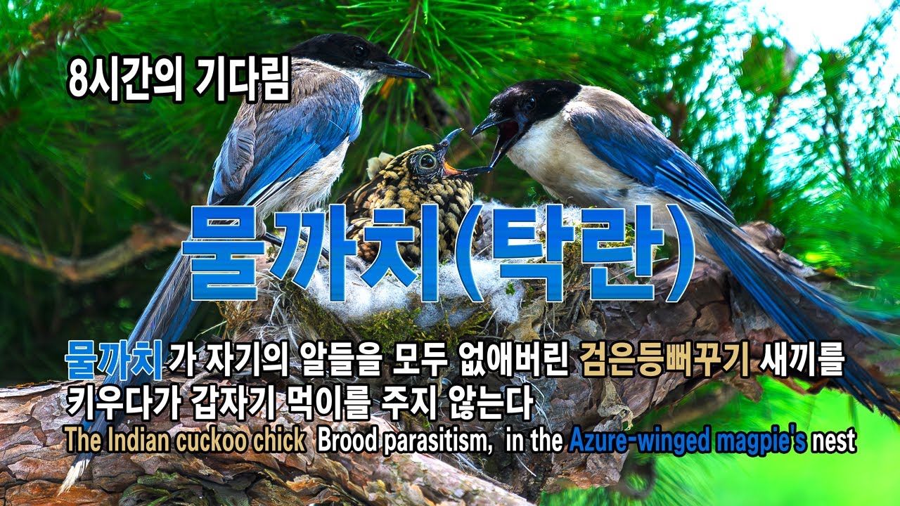 물까치 탁란 유튜브 썸네일